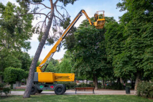 tree care